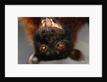 Flying Fox by Anonymous