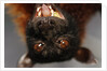 Flying Fox by Anonymous