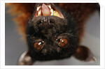 Flying Fox by Anonymous