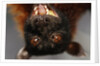 Flying Fox by Anonymous
