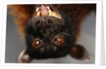 Flying Fox by Anonymous