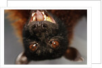 Flying Fox by Anonymous