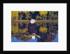 Bald Eagle Perched on Branch by Anonymous