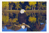 Bald Eagle Perched on Branch by Anonymous