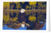 Bald Eagle Perched on Branch by Anonymous