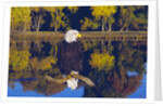Bald Eagle Perched on Branch by Anonymous