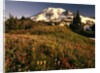 Wildflower Meadow Below Mount Rainier by Anonymous