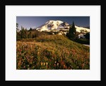 Wildflower Meadow Below Mount Rainier by Anonymous