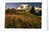 Wildflower Meadow Below Mount Rainier by Anonymous