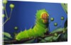 Polyphemus Moth Caterpillar Perching on Twig by Anonymous