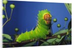 Polyphemus Moth Caterpillar Perching on Twig by Anonymous