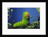 Polyphemus Moth Caterpillar Perching on Twig by Anonymous