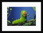 Polyphemus Moth Caterpillar Perching on Twig by Anonymous