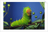 Polyphemus Moth Caterpillar Perching on Twig by Anonymous