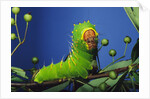 Polyphemus Moth Caterpillar Perching on Twig by Anonymous