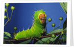 Polyphemus Moth Caterpillar Perching on Twig by Anonymous