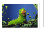 Polyphemus Moth Caterpillar Perching on Twig by Anonymous