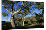 Eucalyptus Forest in Parachilna Gorge by Anonymous
