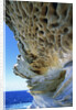 Cliff Eroding at Maroubra Beach by Anonymous