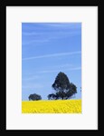 Field of Bright Yellow Mustard Seed by Anonymous