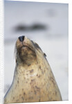 Australian Sea Lion by Anonymous