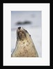 Australian Sea Lion by Anonymous