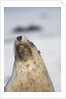 Australian Sea Lion by Anonymous