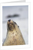Australian Sea Lion by Anonymous