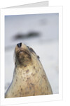 Australian Sea Lion by Anonymous