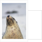 Australian Sea Lion by Anonymous