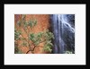 Ayers Rock Waterfall by Anonymous