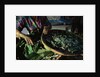 Baskets of Silkworms by Anonymous