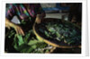Baskets of Silkworms by Anonymous