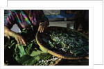 Baskets of Silkworms by Anonymous