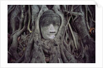 Buddha Sculpture Engulfed by Tree Roots by Anonymous