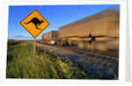 Semi Truck Speeding by Kangaroo Crossing Sign by Anonymous