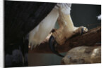Talons of a Harpy Eagle by Anonymous