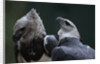 Male and Female Harpy Eagles by Anonymous