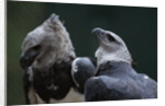 Male and Female Harpy Eagles by Anonymous