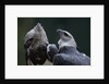Male and Female Harpy Eagles by Anonymous