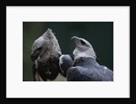 Male and Female Harpy Eagles by Anonymous