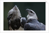 Male and Female Harpy Eagles by Anonymous