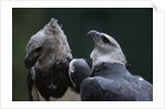 Male and Female Harpy Eagles by Anonymous