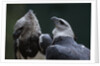 Male and Female Harpy Eagles by Anonymous