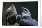 Male and Female Harpy Eagles by Anonymous