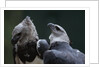 Male and Female Harpy Eagles by Anonymous