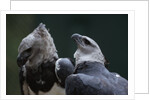 Male and Female Harpy Eagles by Anonymous