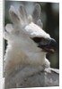 Male Juvenile Harpy Eagle by Anonymous