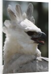 Male Juvenile Harpy Eagle by Anonymous
