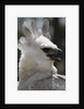 Male Juvenile Harpy Eagle by Anonymous